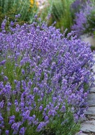 LAVANDULA angustifolia Blue Scent